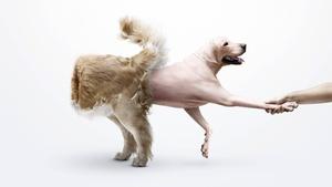 Take my leash - I'm walking myself! funny wallpaper
