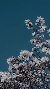 Take some time to relax and enjoy the beauty of the blue aesthetic blue aesthetic wallpaper