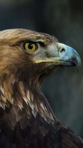 Take Your Phone to New Heights with this Eagle iPhone Wallpaper eagle iphone wallpaper