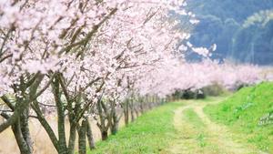 Taking a leisurely walk down a winding country road during a spring day. spring wallpaper