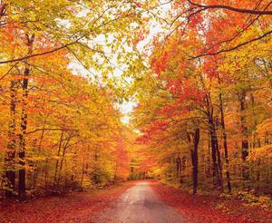 Taking a Stroll Through the woods on a Fall Day fall wallpaper