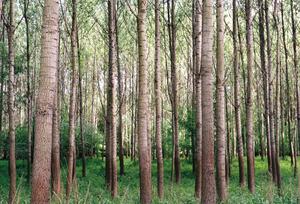 Tall Forest Trees forest wallpaper