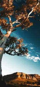 Tall Tree Of Nature Picture nature wallpaper