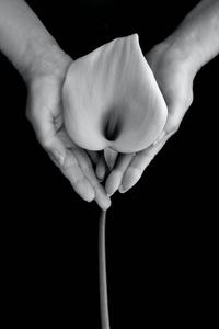 The Beauty of a Calla Lilly in a Dramatic Black Screen black screen wallpaper