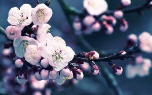 The Beauty of Cherry Blossoms flower wallpaper
