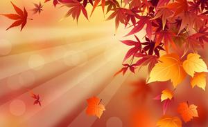 The beauty of Fall, as seen in the vibrant red leaves of the Maple Tree fall wallpaper