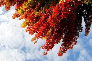 The beauty of Fall leaves in the maple forest. fall wallpaper