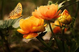 The beauty of life beautiful wallpaper