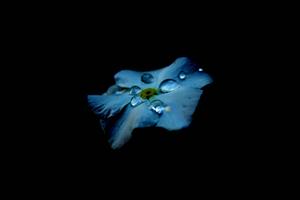 The Beauty Of Life Revealed Through Amoled Blue Flower Droplets amoled wallpaper
