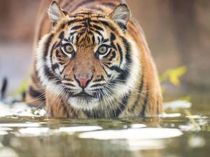 The Beauty of Nature: A Tiger in its Natural Habitat tiger wallpaper