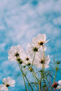 The beauty of nature will always flourish! nature flower wallpaper