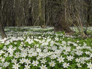 The beauty of Spring spring wallpaper
