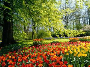 The beauty of spring in a peaceful and tranquil field. spring wallpaper