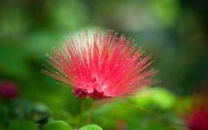 The beauty of this unusual flower is breathtaking beautiful wallpaper