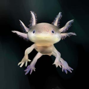 The Charm of the Axolotl axolotl wallpaper