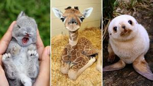 The Cutest Face cute wallpaper