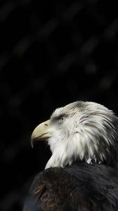 The Eagle iPhone – Experience Smart Technology eagle iphone wallpaper