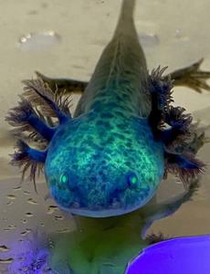 The Exotic Mexican Axolotl axolotl wallpaper