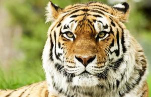 The Majestic Beauty of a Bengal Tiger tiger wallpaper