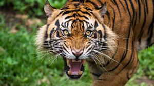 The Majestic Roar of a Tiger tiger wallpaper