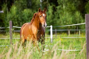 The Majestic Strength of a Horse horse wallpaper