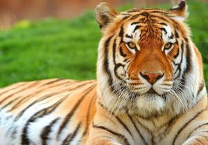 The Majestic Tiger tiger wallpaper