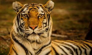 The Majestic Tiger Roaming Pridelands tiger wallpaper