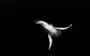 The Mysterious Whale of the Depths black screen wallpaper