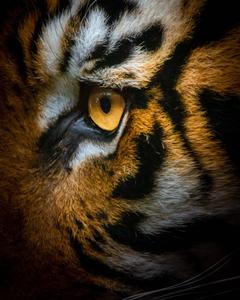 The piercing gaze of a wild tiger. tiger wallpaper