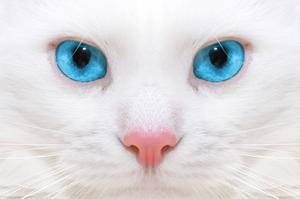 The soulful stare of a beautiful cat beautiful wallpaper
