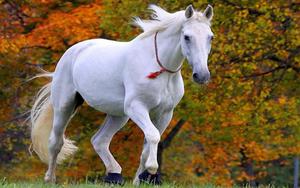 “The Stunning Beauty of Horse". horse wallpaper