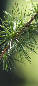The Stylish Vivo V20 with Majestic Pine Leaf Background vivo v20 wallpaper