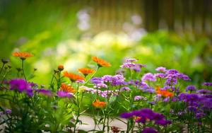 The vibrant beauty of a nature flower nature flower wallpaper