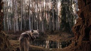 The wild beauty of a majestic wolf in its natural habitat. wolf wallpaper