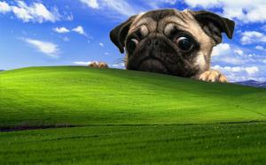 The Windows XP Bliss Wallpaper windows xp wallpaper