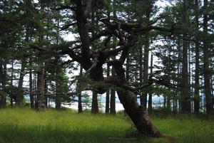 Thick Forest Trees forest wallpaper