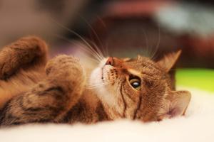 Thinking Cute Cat PFP cute cat pfp wallpaper