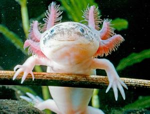 This adorable axolotl wants to spread love and awareness for these amazing creatures. axolotl wallpaper