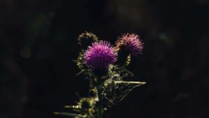 thistle flower in the dark cute dark wallpaper