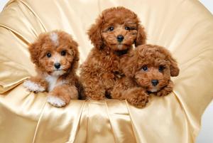Three Adorable Poodle Puppies puppy wallpaper