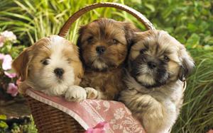 Three Adorable Shih Tzu Puppies Relaxing Together puppy wallpaper