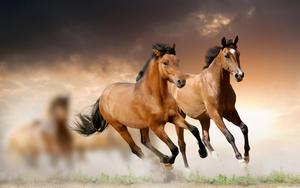 Three Brown Horses Galloping Through a Sunset horse wallpaper