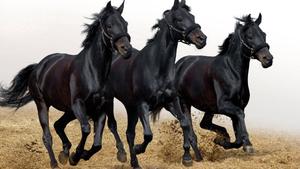 Three Horses Sprinting into a Sunlit Path horse wallpaper
