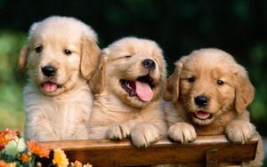 Three Little Puppy Animals On Wooden Chair Wallpaper