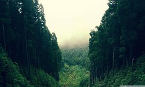 Thrilling Forest Cliffs forest wallpaper