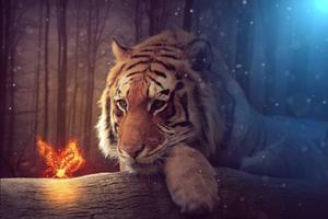 Tiger And Glowing Butterfly tiger wallpaper