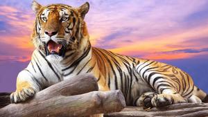Tiger Sunset Background tiger wallpaper