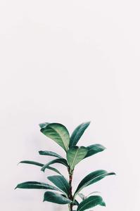 Timeless Beauty of White Aesthetic white aesthetic wallpaper