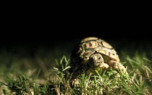 Tortoise In The Dark dark wallpaper