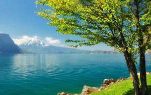 Tree By The Lake Landscape Picture landscape wallpaper